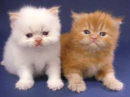 ADA GAK YANG MAU NYUMBANGIN ANAK KUCING