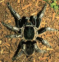 Encyclopedia Laba - Laba (Spider) ( WorldPedia Series )