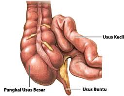 7 JENIS SAKIT PERUT, GEJALA, PENYEBAB, DAN PENANGANANNYA