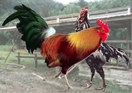 Ayam kampung atau ayam peliharaan bisa di panggil &quot; Guk Guk &quot;