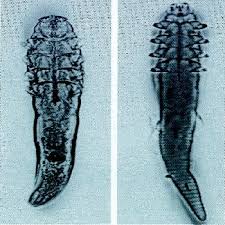 Waspadai Demodex, Parasit Perusak Kulit (Must see)