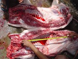 Waw ! 10 Alasan Kenapa Babi Haram dimakan