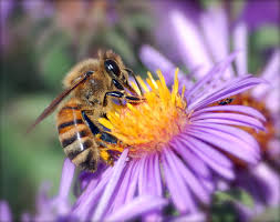 Jenis-jenis Lebah dan Manfaatnya