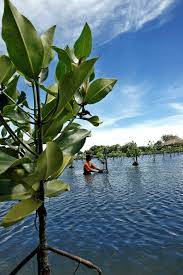 Berkunjung Taman Wisata Alam Angke Kapuk