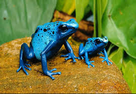 poison dart frog si cantik yang mematikan