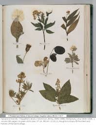 HERBARIUM itu adalah... &#91;PIC++&#93;