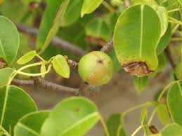 The Manchineel Tree, Pohon Paling Mematikan Di Dunia