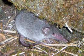 Tikus Aneh Di Rumah Gue : Yang Punya Pengalaman Sama Sharing Dimarih Gans