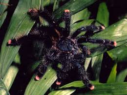 Encyclopedia Laba - Laba (Spider) ( WorldPedia Series )