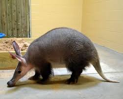 Aardvark, Babi Berwajah Tikus Pemakan Semut