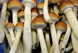 GANJA VS MAGIC MUSHROOM (krn keduanya herbal)