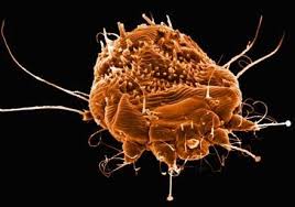 Waw ! 10 Alasan Kenapa Babi Haram dimakan