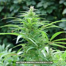 GANJA VS MAGIC MUSHROOM (krn keduanya herbal)