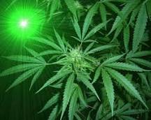 [manfaat marijuana] buat agan yg benci sama ganja masuk ! ! !