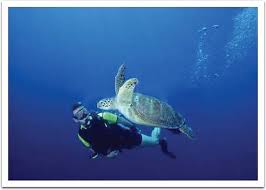 Kepulauan Banda, Eksotisme Bawah Laut Indonesia