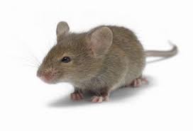 973397349733galery-foto-hamsterlovers-masuk973397349733