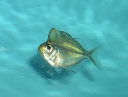 humphead glassfish