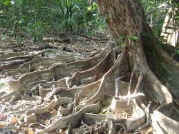 Mengenal Akar-akar Tumbuhan yang Tidak Biasa