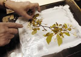 HERBARIUM itu adalah... &#91;PIC++&#93;