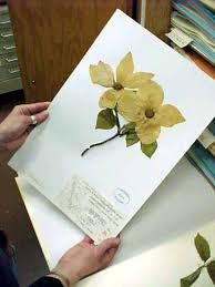 HERBARIUM itu adalah... &#91;PIC++&#93;