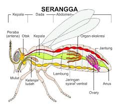 Desember 2013!! Lalat Buah Bantu Keamanan Jelajah Antariksa!