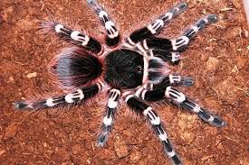 Encyclopedia Laba - Laba (Spider) ( WorldPedia Series )