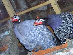 Jenis Ayam Yang Mempunyai Bulu Terindah &amp; Terunik Di Dunia. 