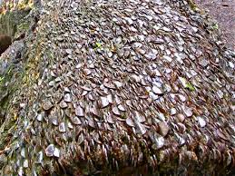 Wishing Coin Tree, Pohon Bertabur Koin di Ingrris