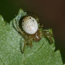 Encyclopedia Laba - Laba (Spider) ( WorldPedia Series )
