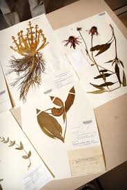 HERBARIUM itu adalah... &#91;PIC++&#93;