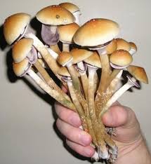 Magic Mushroom Narkotika Golongan 1