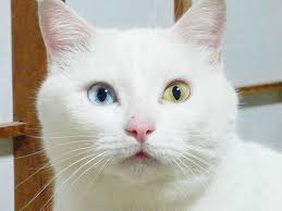UNIK GAN!! : Kucing Odd Eyes (memiliki warna mata yang berbeda)