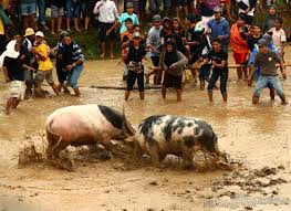 Mengenal Tradisi serta Budaya TORAJA (SULSEL)