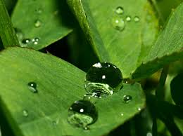 Proses terciptanya & manfaat dari embun pagi