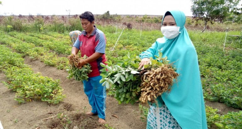 Tanaman-tanaman di Sekitar Kita yang Sering Dianggap Asli Indonesia, Padahal Bukan!