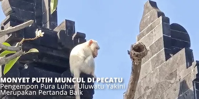 Kemunculan Kera Putih di Pura Pasar Agung, Penasaran Dan Fenomena Misterius