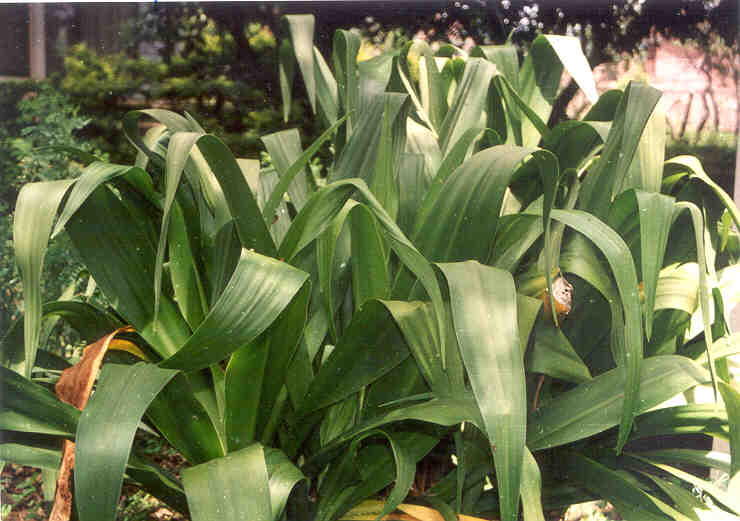 toga-tanaman-obat-keluarga