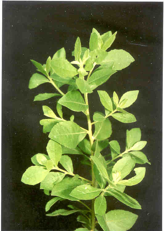 toga-tanaman-obat-keluarga