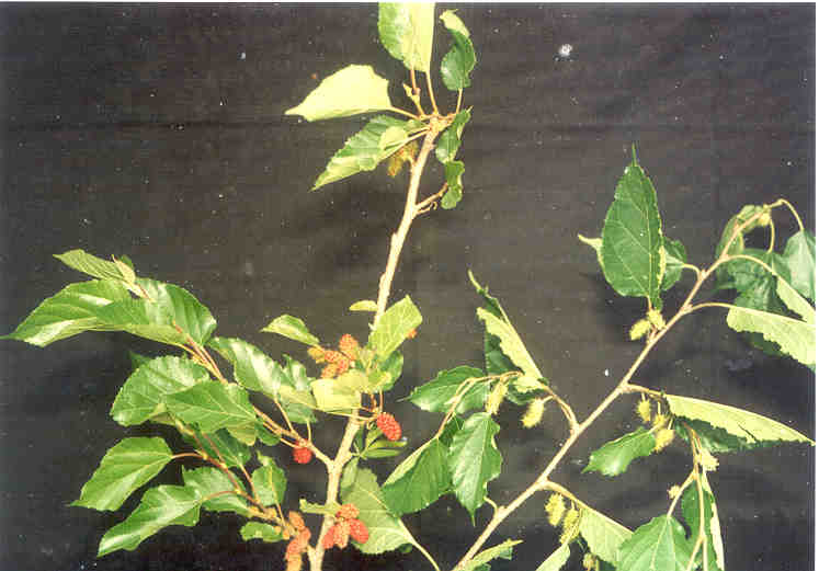 toga-tanaman-obat-keluarga