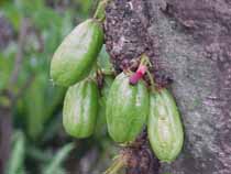 toga-tanaman-obat-keluarga