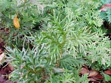 toga-tanaman-obat-keluarga