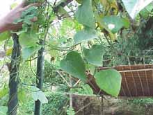 toga-tanaman-obat-keluarga