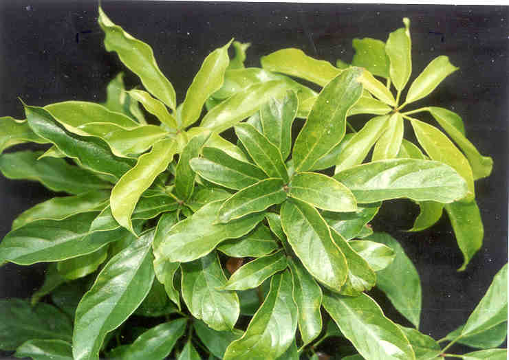 toga-tanaman-obat-keluarga