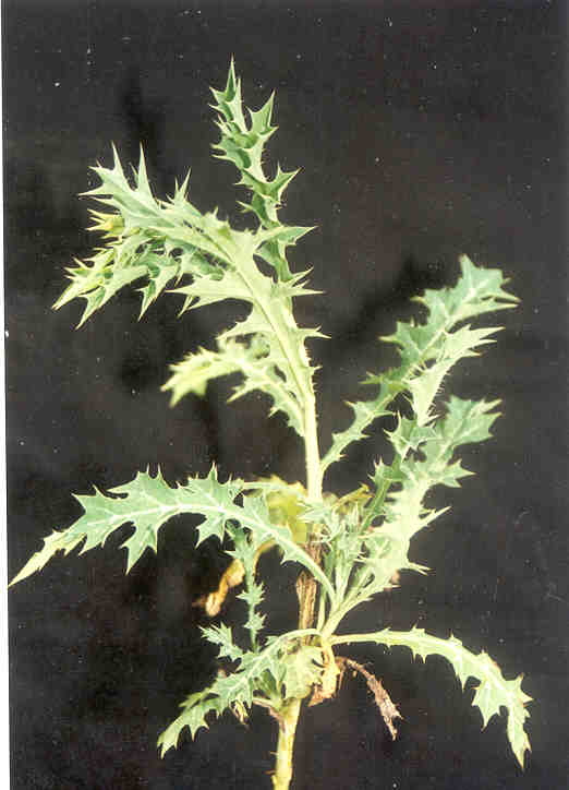 toga-tanaman-obat-keluarga