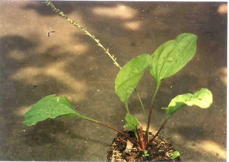 toga-tanaman-obat-keluarga