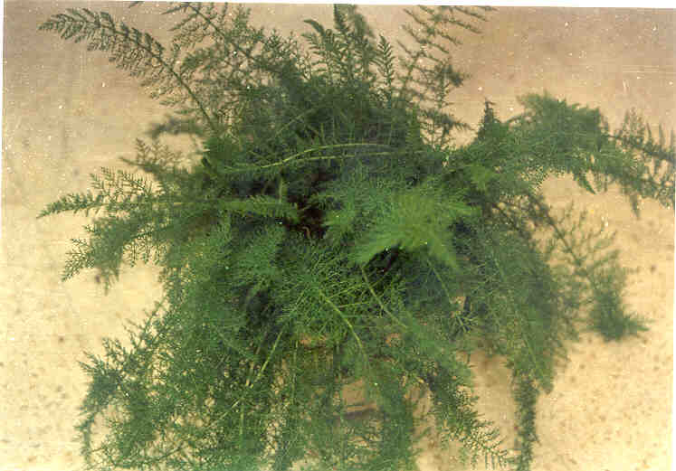 toga-tanaman-obat-keluarga