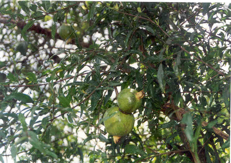 toga-tanaman-obat-keluarga