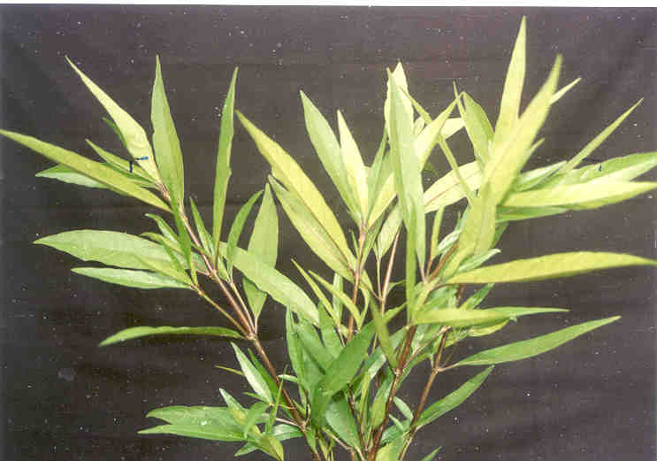 toga-tanaman-obat-keluarga