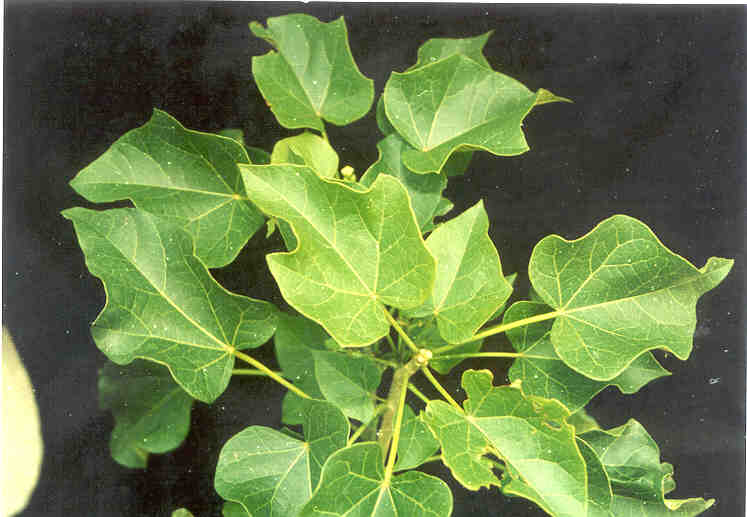 toga-tanaman-obat-keluarga