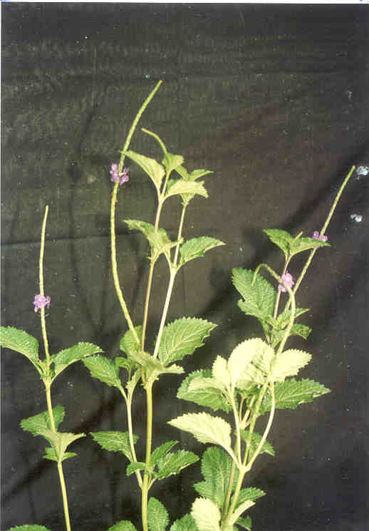 toga-tanaman-obat-keluarga